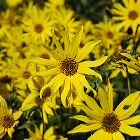 Plant Photo 4