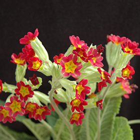 Plant Photo 2