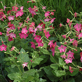 Plant Photo 9