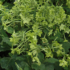 Plant Photo 10