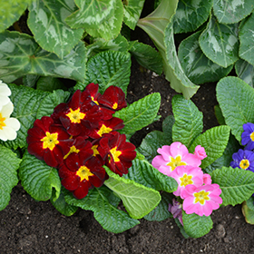 Plant Photo 3