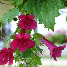 Plant Photo 2