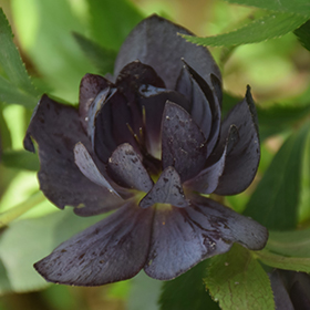 Plant Photo 10