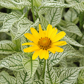 Plant Photo 1