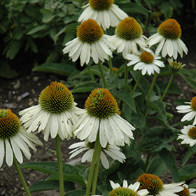 Plant Photo 4