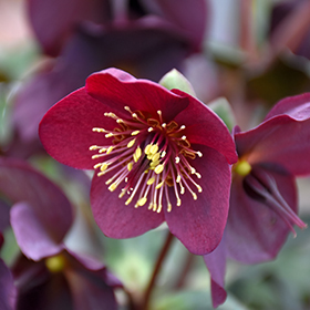 Plant Photo 8