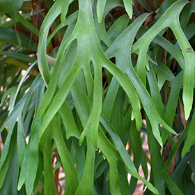 Plant Photo 6