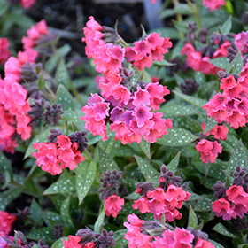 Plant Photo 9