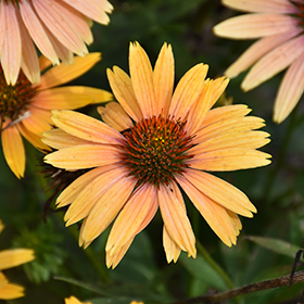 Plant Photo 9